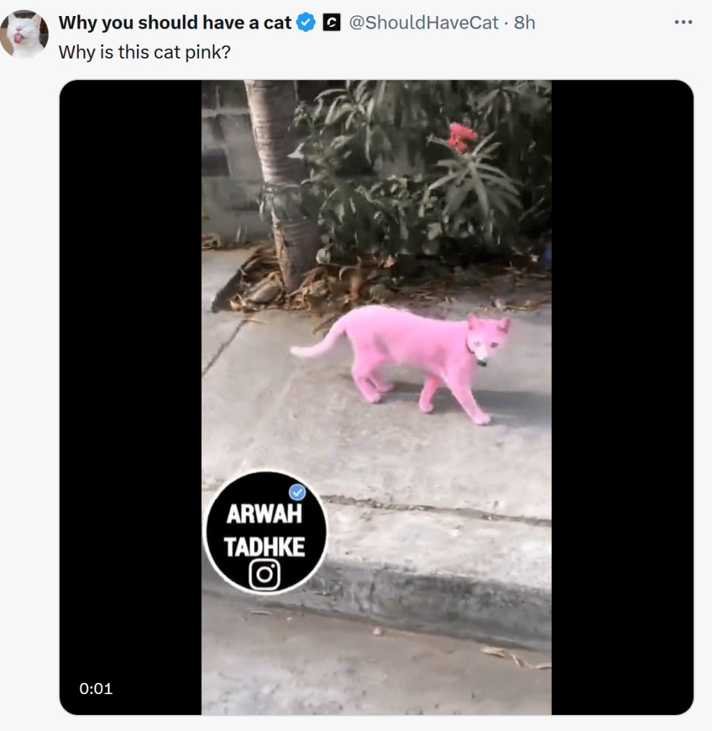 Live Action Cranberri